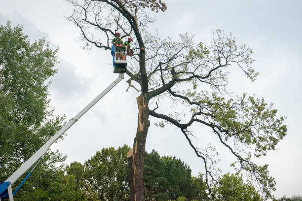 Best Tree Branch Trimming  in Mooreland, OK